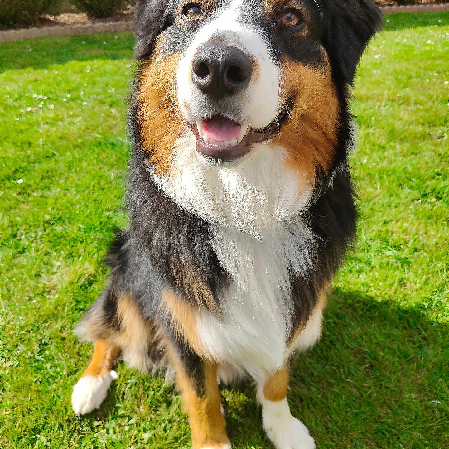 Uliev participe au concours pour gagner de l'argent avec cette photo : animal, appenzeller, bodypart, canine, cockerspaniel, collie, dog, field, grass, grassland, hound, husky, lawn, mouth, nature, outdoors, park, pet, plant, puppy