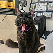 Nibs joined the competition — help win amazing prizes! cat, black_cat, pet, indoor, yawning, purple_collar, tongue_out, fluffy, carpet, fan, photoframes, decor, furniture, home, animal, cute, feline, sitting, cozy, yawn