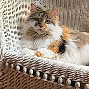 Cali joined the competition — help win amazing prizes! animal, brown, calm, cat, comfort, cozy, feline, fluffy_cat, fur, green_eyes, home, indoor, orange, pet, portrait, relaxed, resting, sunlight, white, wicker_chair