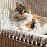 animal, brown, calm, cat, comfort, cozy, feline, fluffy_cat, fur, green_eyes, home, indoor, orange, pet, portrait, relaxed, resting, sunlight, white, wicker_chair