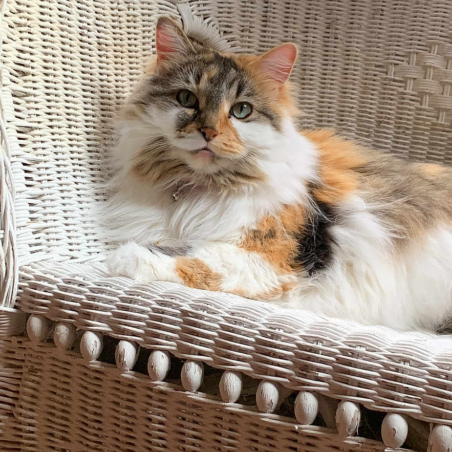 Cali