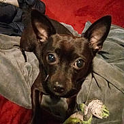 Mirza a rejoint le concours — aidez-le/la à gagner de superbes lots ! animal, black_dog, blanket, closeup, companion, cozy, curious, cute, dog, ears, fur, indoor, looking_up, pet, red_background, resting, rope_toy, small_dog, soft_texture, toy