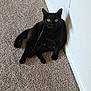 Luna is registered to the contest to win money with this photo: black_cat, cat, yellow_eyes, carpet, wall, indoor, pet, animal, feline, sitting, looking, curious, fur, whiskers, ears, tail, domestic_cat, home, relaxed, cute