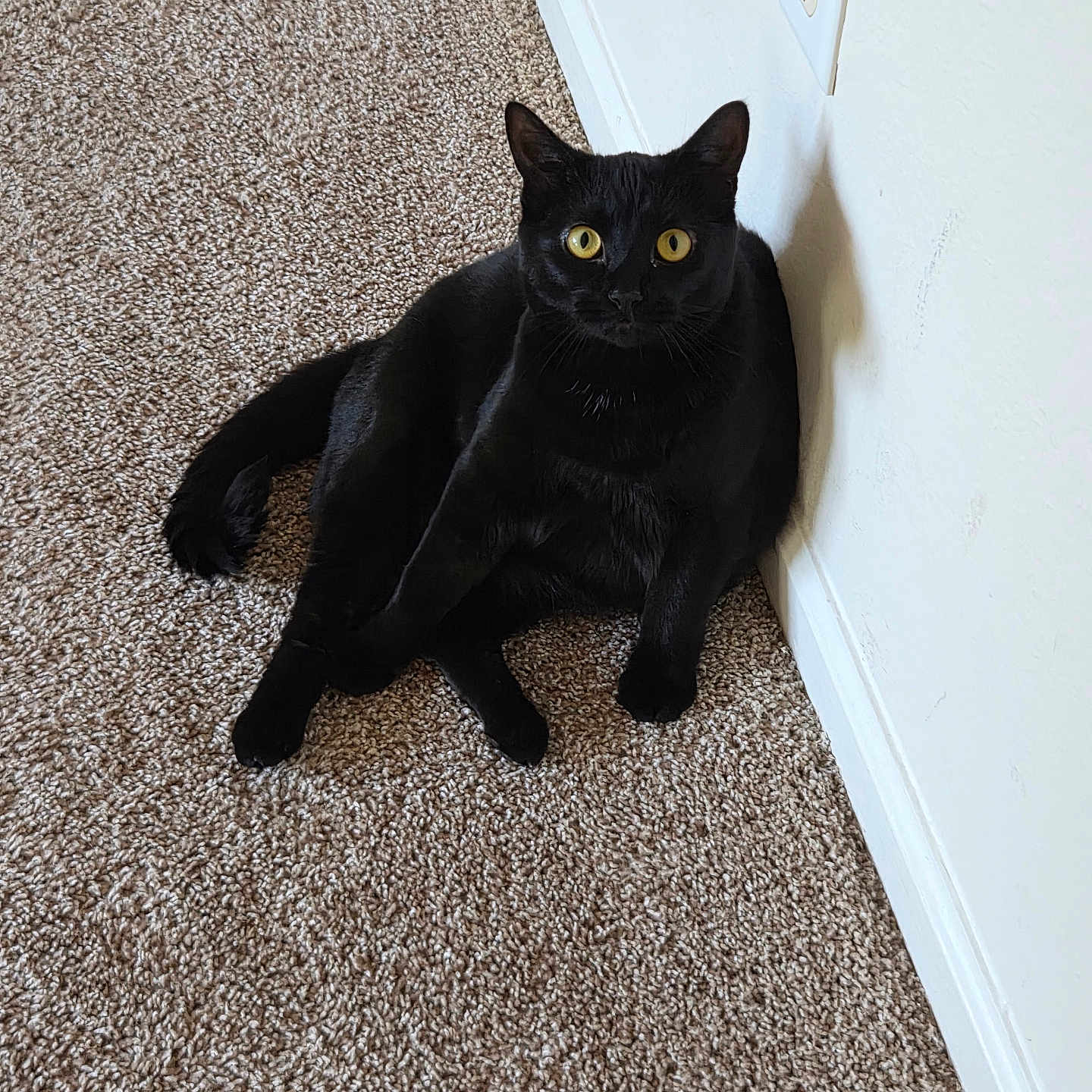 Luna is registered to the contest to win money with this photo: animal, black_cat, carpet, cat, curious, cute, domestic_cat, ears, feline, fur, home, indoor, looking, pet, relaxed, sitting, tail, wall, whiskers, yellow_eyes