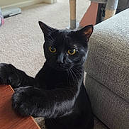 Luna joined the competition — help win amazing prizes! black_cat, cat, pet, indoor, feline, yellow_eyes, carpet, table, curious, whiskers, ears, living_room, couch, cat_tree, fur, paw, close_up, animal, mammal, domestic_animal