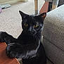 black_cat, cat, pet, indoor, feline, yellow_eyes, carpet, table, curious, whiskers, ears, living_room, couch, cat_tree, fur, paw, close_up, animal, mammal, domestic_animal