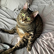Ginger is registered to the contest to win money with this photo: cat, tabby_cat, pet, animal, bed, bedding, gray_sheet, indoor, feline, relaxed, lying_down, green_eyes, whiskers, ears, fur, domestic_animal, cute, looking_up, sunlight, cozy