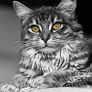 To You a rejoint le concours — aidez-le/la à gagner de superbes lots ! cat, long_hair, fluffy, feline, pet, animal, portrait, close_up, black_and_white, golden_eyes, whiskers, ears, fur, indoors, blanket, cozy, sitting, looking_at_camera, dramatic_lighting, monochrome