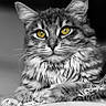 cat, long_hair, fluffy, feline, pet, animal, portrait, close_up, black_and_white, golden_eyes, whiskers, ears, fur, indoors, blanket, cozy, sitting, looking_at_camera, dramatic_lighting, monochrome