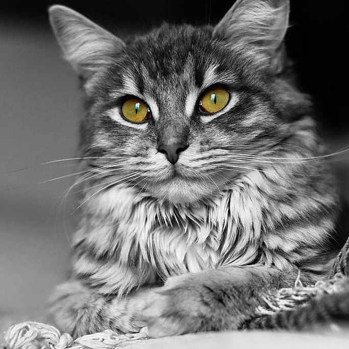 To You a rejoint le concours — aidez-le/la à gagner de superbes lots ! cat, long_hair, fluffy, feline, pet, animal, portrait, close_up, black_and_white, golden_eyes, whiskers, ears, fur, indoors, blanket, cozy, sitting, looking_at_camera, dramatic_lighting, monochrome