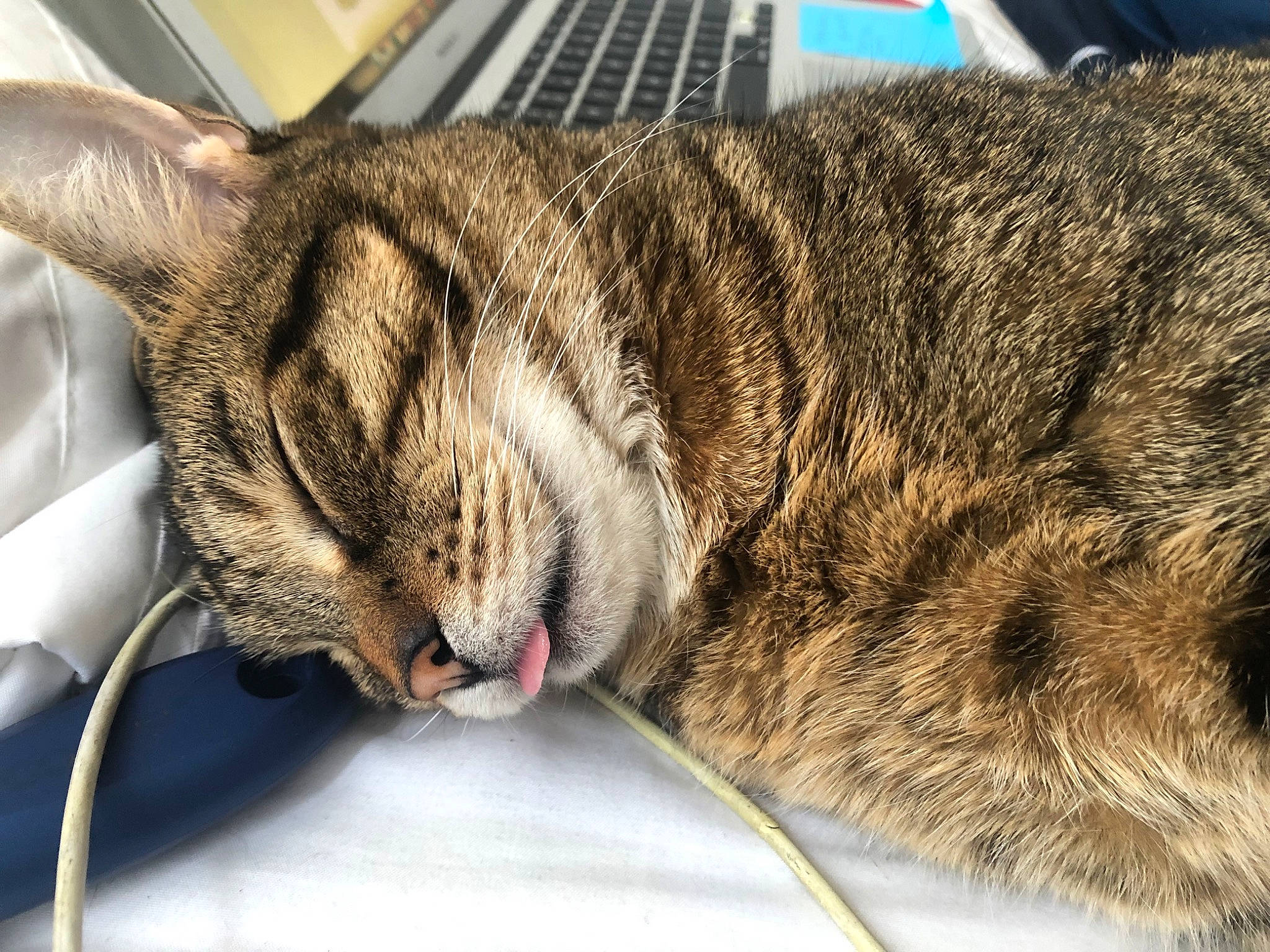 Babs is registered to the contest to win money with this photo: carnivore, cat, claw, close_up, comfort, domestic_short_haired_cat, felidae, fur, grass, nap, paw, sleep, small_to_medium_sized_cats, snout, tail, terrestrial_animal, whiskers