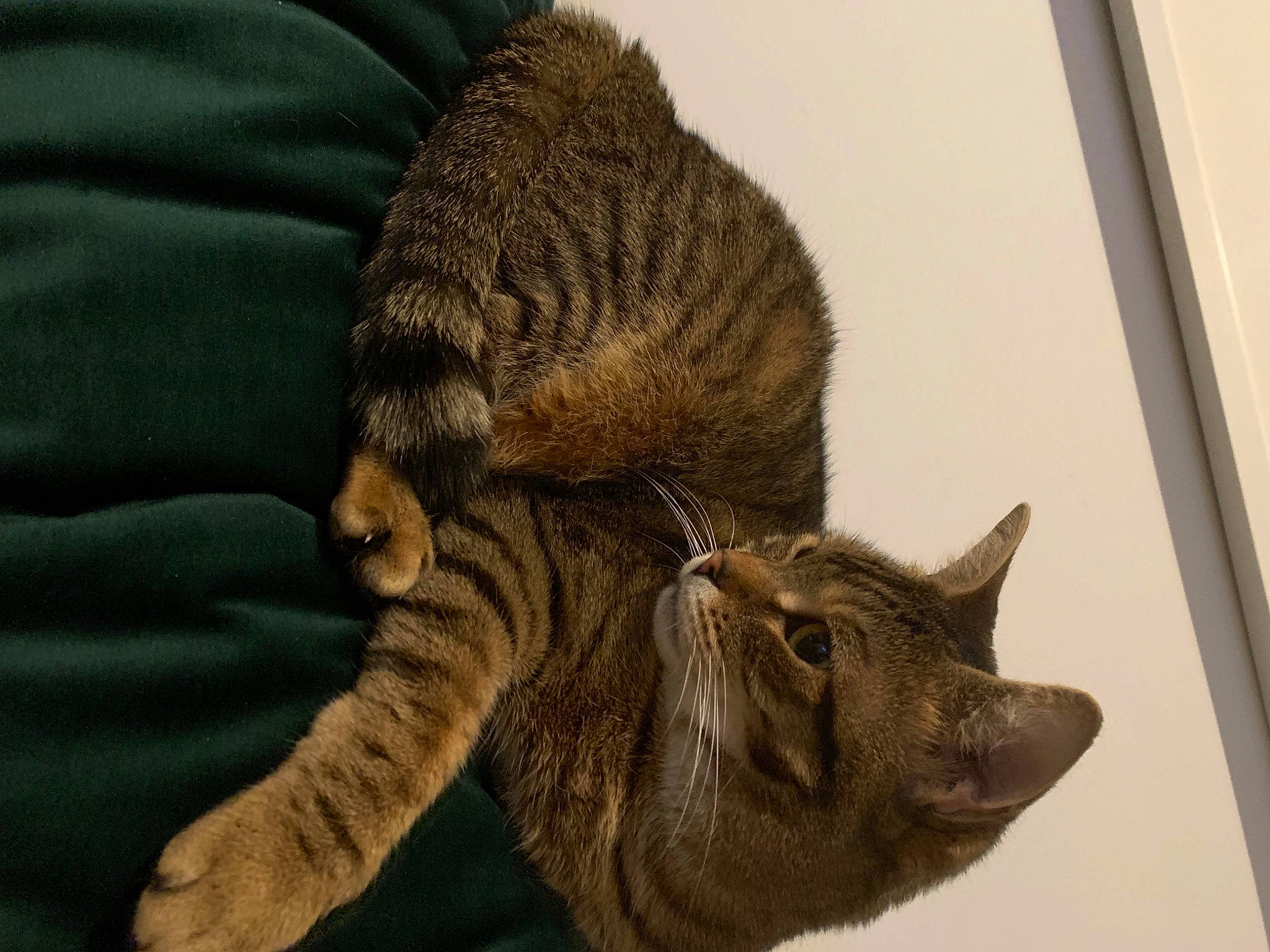 Babs joined the competition — help win amazing prizes! carnivore, cat, claw, comfort, domestic_short_haired_cat, fawn, felidae, fur, mammal, paw, small_to_medium_sized_cats, snout, tail, terrestrial_animal, vertebrate, whiskers, wildlife, wrinkle