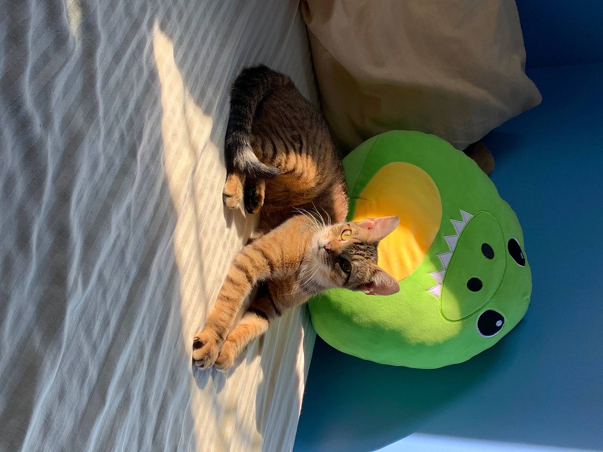 Babs is registered to the contest to win money with this photo: animation, art, circle, grass, leisure, plastic_bag, recreation, reptile, toy, water, wing, wood