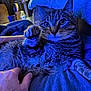 Loki is registered to the contest to win money with this photo: cat, tabby_cat, paw, hand, blanket, blue_light, lamp, couch, indoor, pet, fur, whiskers, relaxing, cozy, closeup, animal, domestic, feline, soft_texture, comfort