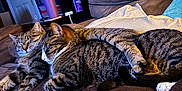 Loki is registered to the contest to win money with this photo: brown, cat, comfort, couch, cozy, curtains, feline, fur, game_controller, home, indoor, lamp, living_room, paw, pet, relaxing, rest, sleeping, snuggling, tabby_cat