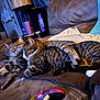 Loki is registered to the contest to win money with this photo: cat, tabby_cat, couch, living_room, snuggling, pet, feline, cozy, sleeping, paw, lamp, curtains, game_controller, indoor, brown, fur, relaxing, home, comfort, rest