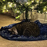 Loki is registered to the contest to win money with this photo: cat, tabby, sleeping, christmas_tree, tree_skirt, lights, ornament, carpet, holiday, decorations, indoor, cozy, festive, fur, pet, animal, peaceful, curled_up, resting, home