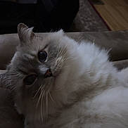 Luna joined the competition — help win amazing prizes! cat, fluffy, indoor, couch, pet, animal, fur, whiskers, relaxed, close_up, domestic, feline, home, mammal, curious, soft, face, resting, cozy, living_room