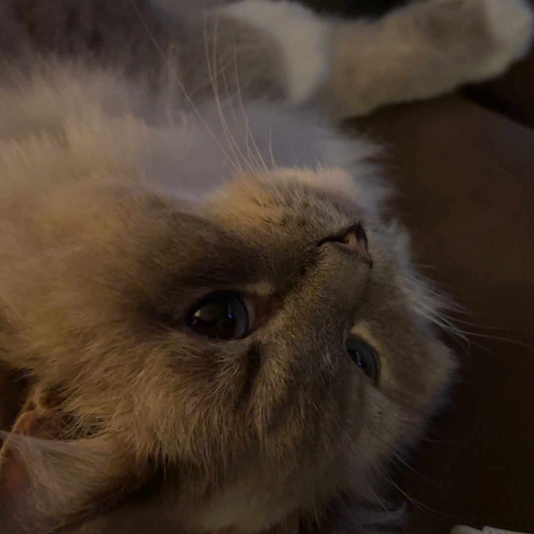 Luna joined the competition — help win amazing prizes! animal, brown, cat, close_up, couch, cozy, curious, domestic, ears, fluffy, fur, indoor, lying_down, nose, pet, relaxed, sleepy, soft_light, whiskers, white