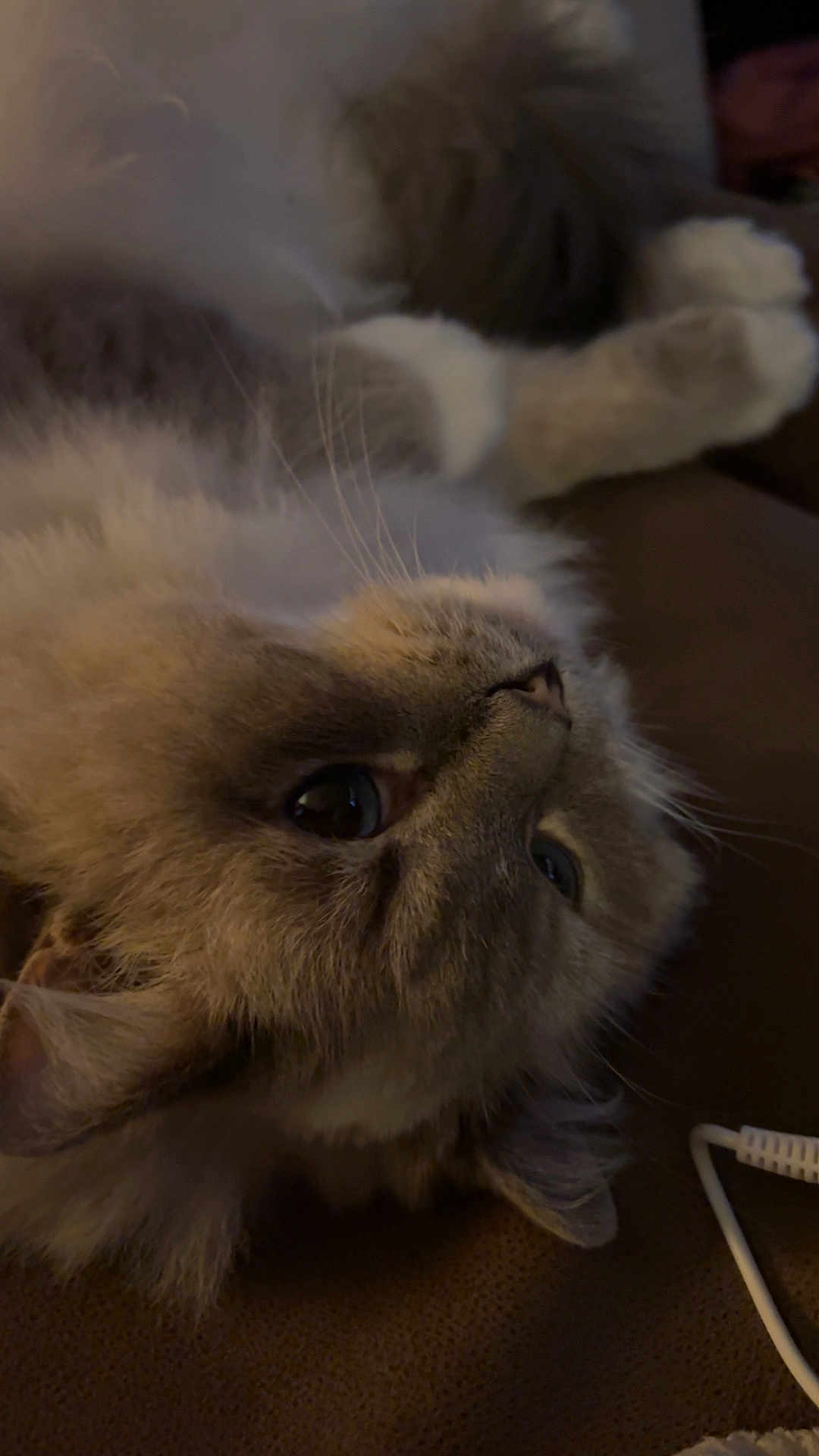 Luna joined the competition — help win amazing prizes! cat, fluffy, pet, animal, lying_down, whiskers, fur, relaxed, close_up, indoor, brown, white, curious, ears, nose, couch, cozy, soft_light, domestic, sleepy