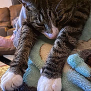 Thor joined the competition — help win amazing prizes! cat, tabby, white_paws, sleepy, stretching, blanket, cozy, indoor, feline, pet, close_up, fur, whiskers, relaxed, soft_texture, home, comfort, resting, animal, domestic