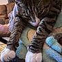 animal, blanket, cat, close_up, comfort, cozy, domestic, feline, fur, home, indoor, pet, relaxed, resting, sleepy, soft_texture, stretching, tabby, whiskers, white_paws