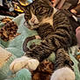 Thor is registered to the contest to win money with this photo: cat, tabby, stretching, paws, blanket, indoor, cozy, furniture, relaxed, sleepy, closeup, pet, animal, fur, whiskers, home, soft, comfort, resting, cute