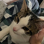 éclair a rejoint le concours — aidez-le/la à gagner de superbes lots ! cat, animal, pet, indoor, blanket, hand, human, comfort, resting, fur, striped, white, brown, pink_nose, closeup, cozy, bedroom, furniture, casual, relaxed