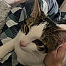 cat, animal, pet, indoor, blanket, hand, human, comfort, resting, fur, striped, white, brown, pink_nose, closeup, cozy, bedroom, furniture, casual, relaxed