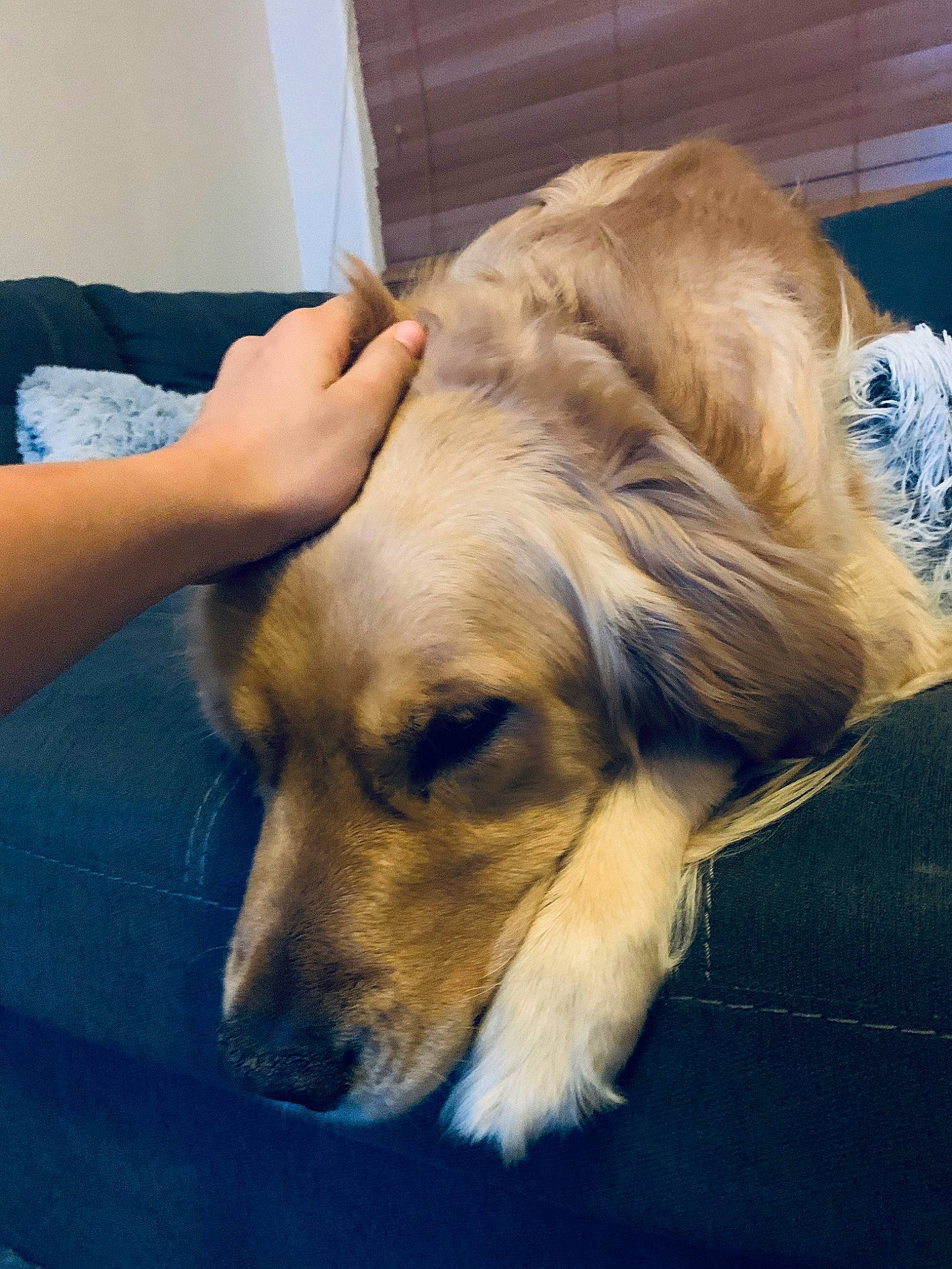 Trunks is registered to the contest to win money with this photo: canidae, carnivore, companion_dog, dog, dog_breed, ear, fawn, fur, golden_retriever, hovawart, mammal, nose, puppy, puppy_love, retriever, small_greek_domestic_dog, snout, sporting_group, whiskers