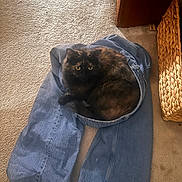 Baba is registered to the contest to win money with this photo: animal, black, brown, carpet, cat, clothing, cozy, curled_up, cute, domestic_cat, feline, fur, indoor, jeans, pet, relaxed, resting, soft, tortoiseshell_cat, yellow_eyes