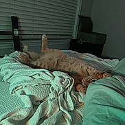 Christian joined the competition — help win amazing prizes! animal, bed, blanket, cat, cozy, cute, feline, fur, indoor, nighttime, orange_tabby, paw, pet, relaxed, resting, room, sleeping_area, soft_light, stretching, window_blinds