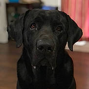 Whiskey is registered to the contest to win money with this photo: dog, black_labrador, indoor, portrait, close_up, pet, animal, furniture, wooden_floor, magazine, table, blurred_background, brown_floor, ears, face, nose, eyes, domestic, canine, companion
