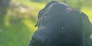 Whiskey is registered to the contest to win money with this photo: dog, black_dog, pet, outdoor, nature, grass, close_up, animal, canine, portrait, sunlight, blurred_background, face, eyes, muzzle, head, fur, looking, calm, peaceful