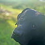 dog, black_dog, pet, outdoor, nature, grass, close_up, animal, canine, portrait, sunlight, blurred_background, face, eyes, muzzle, head, fur, looking, calm, peaceful