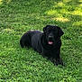 Whiskey joined the competition — help win amazing prizes! dog, black_dog, grass, greenery, outdoor, sunlight, tree, shadow, canine, pet, animal, nature, lawn, relaxed, tongue_out, summer, daytime, park, resting, mammal