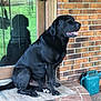 Whiskey joined the competition — help win amazing prizes! black_dog, dog, pet, animal, sitting, porch, brick_wall, door, reflection, watering_can, tongue_out, outdoor, mat, canine, companion, fur, mammal, domestic_animal, side_view, calm
