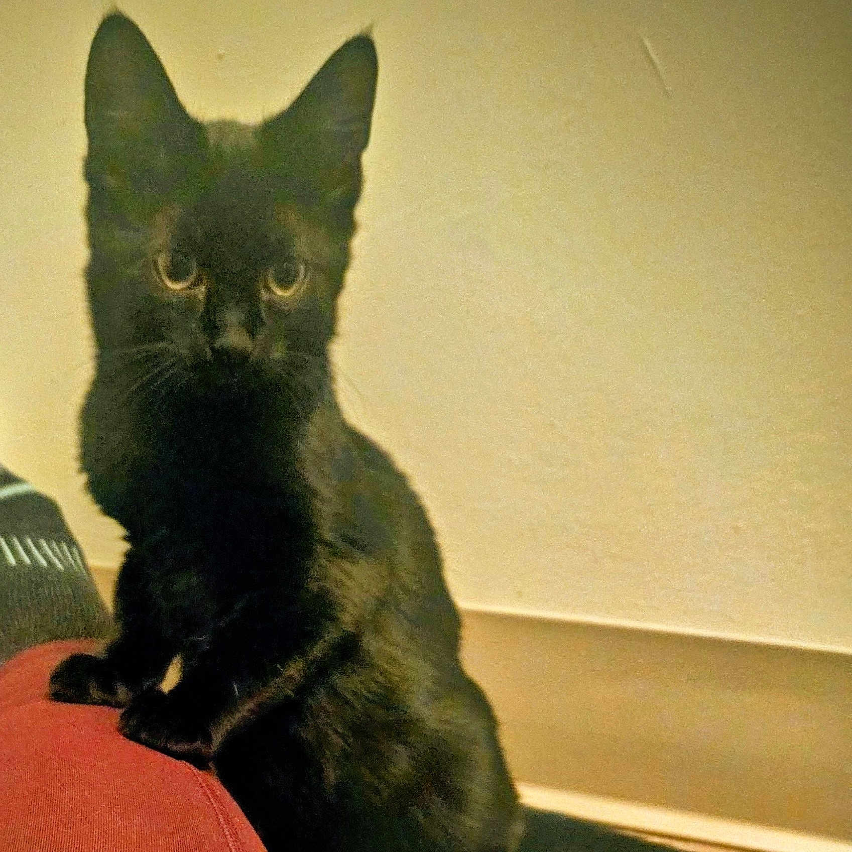 Daxter is registered to the contest to win money with this photo: alert, animal, background_wall, black_cat, curious, cute, domestic_cat, ears, feline, floor, fur, home, indoor, kitten, looking, pet, sitting, tail, whiskers, young_cat