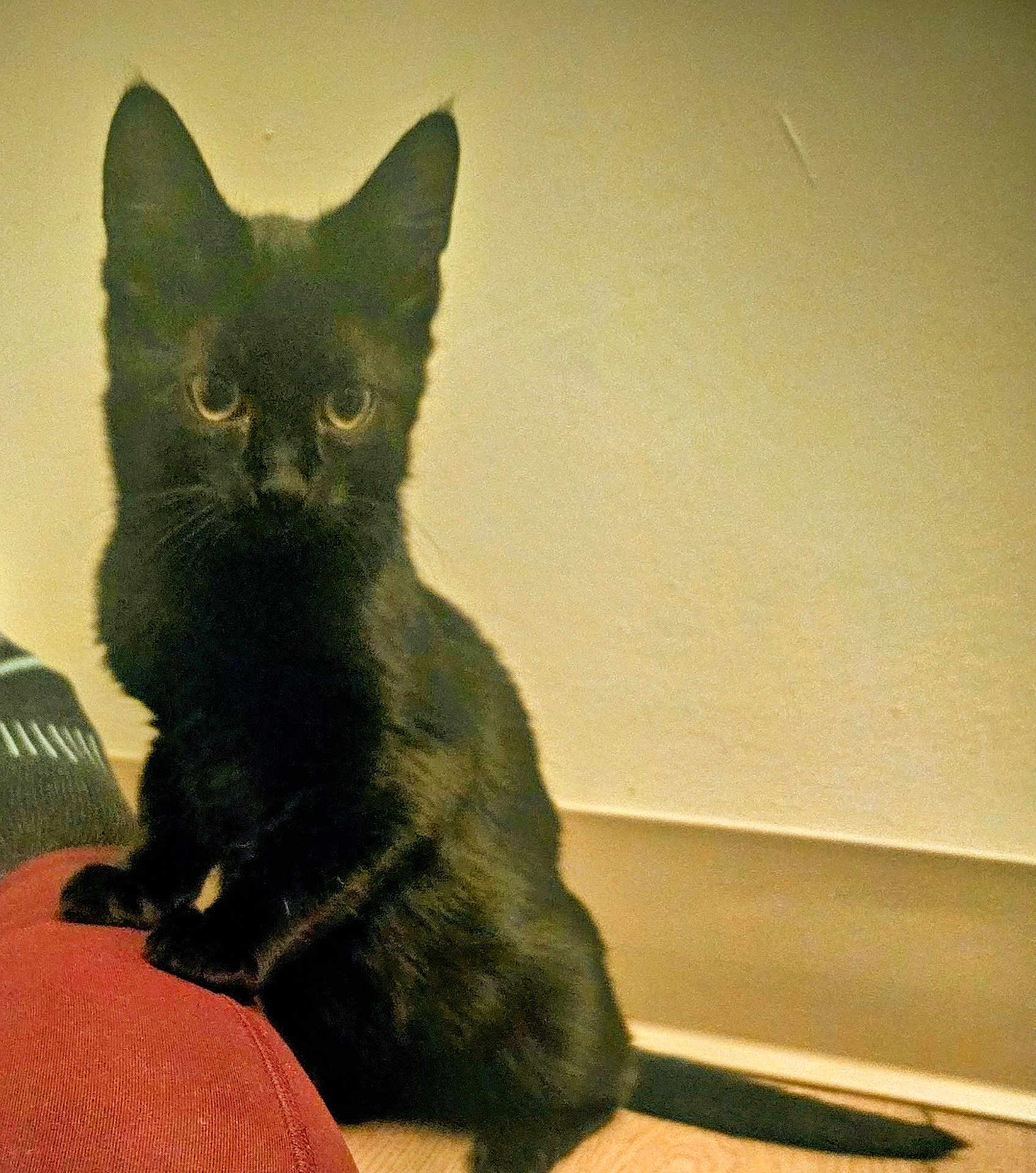 Daxter is registered to the contest to win money with this photo: black_cat, kitten, pet, animal, indoor, floor, curious, sitting, ears, tail, feline, young_cat, domestic_cat, whiskers, alert, looking, cute, fur, home, background_wall