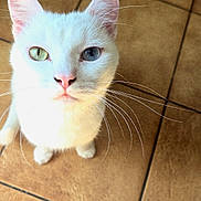 Nougat a rejoint le concours — aidez-le/la à gagner de superbes lots ! cat, white_cat, animal, pet, sitting, indoors, tile_floor, heterochromia, blue_eye, green_eye, whiskers, ears, pink_nose, fur, portrait, close_up, looking_at_camera, cute, domestic_animal, floor