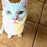 cat, white_cat, animal, pet, sitting, indoors, tile_floor, heterochromia, blue_eye, green_eye, whiskers, ears, pink_nose, fur, portrait, close_up, looking_at_camera, cute, domestic_animal, floor