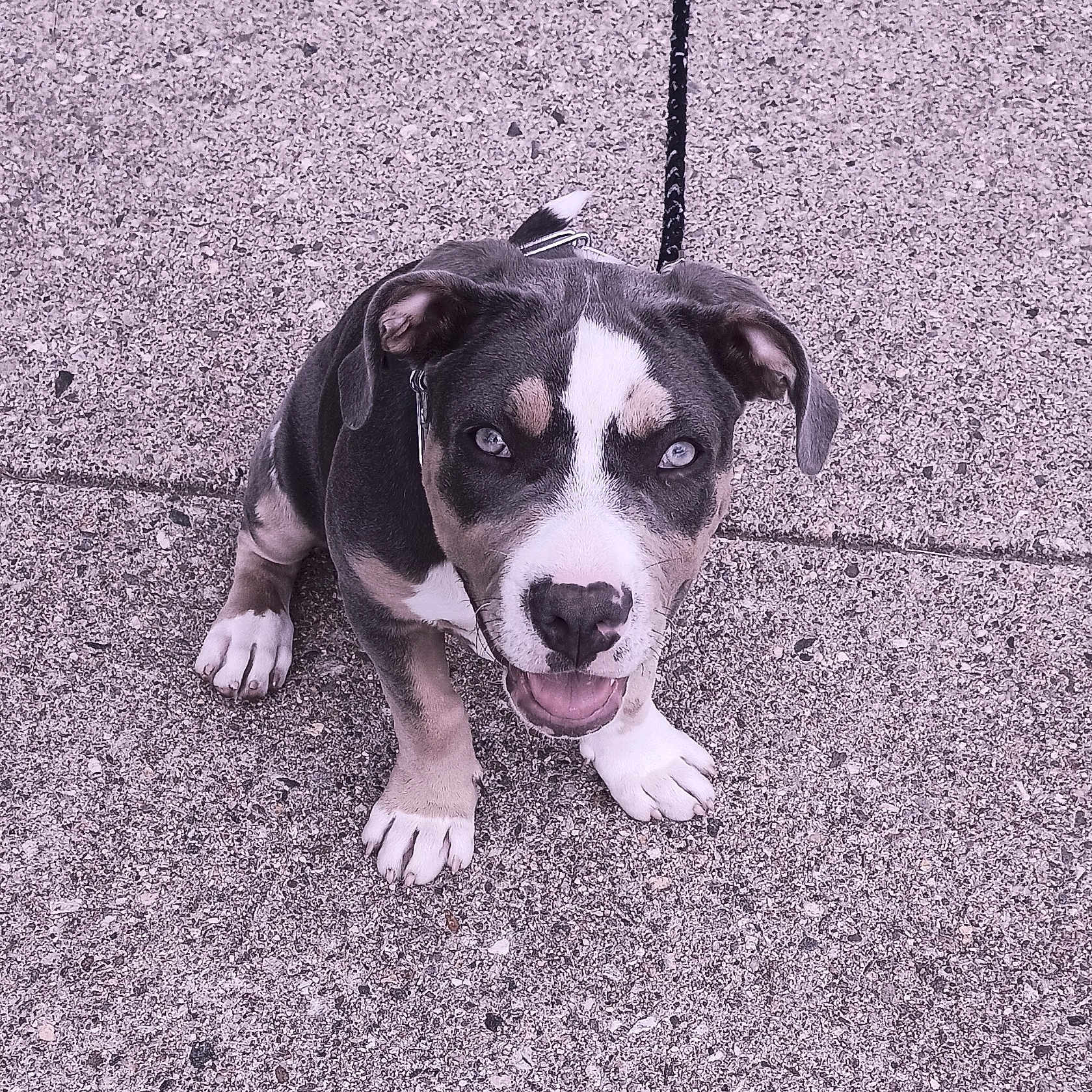 Shyla joined the competition — help win amazing prizes! adorable, animal, blue_eyes, canine, close_up, concrete, cute, dog, ears, happy, leash, looking_up, outdoor, paws, pet, playful, puppy, sitting, snout, young_dog