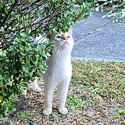 Star is registered to the contest to win money with this photo: cat, blue_eyes, bush, grass, sidewalk, outdoor, curious, animal, pet, nature, greenery, feline, whiskers, paws, looking_up, daylight, small_plant, ground, leafy, quiet