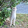 cat, blue_eyes, bush, grass, sidewalk, outdoor, curious, animal, pet, nature, greenery, feline, whiskers, paws, looking_up, daylight, small_plant, ground, leafy, quiet