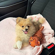 Eevee joined the competition — help win amazing prizes! puppy, dog, pomeranian, fluffy, small_dog, pet, animal, cute, happy, smiling, open_mouth, sitting, toy, stuffed_animal, pink_blanket, car, vehicle, seat, seatbelt, portrait
