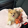 puppy, dog, pomeranian, fluffy, small_dog, pet, animal, cute, happy, smiling, open_mouth, sitting, toy, stuffed_animal, pink_blanket, car, vehicle, seat, seatbelt, portrait