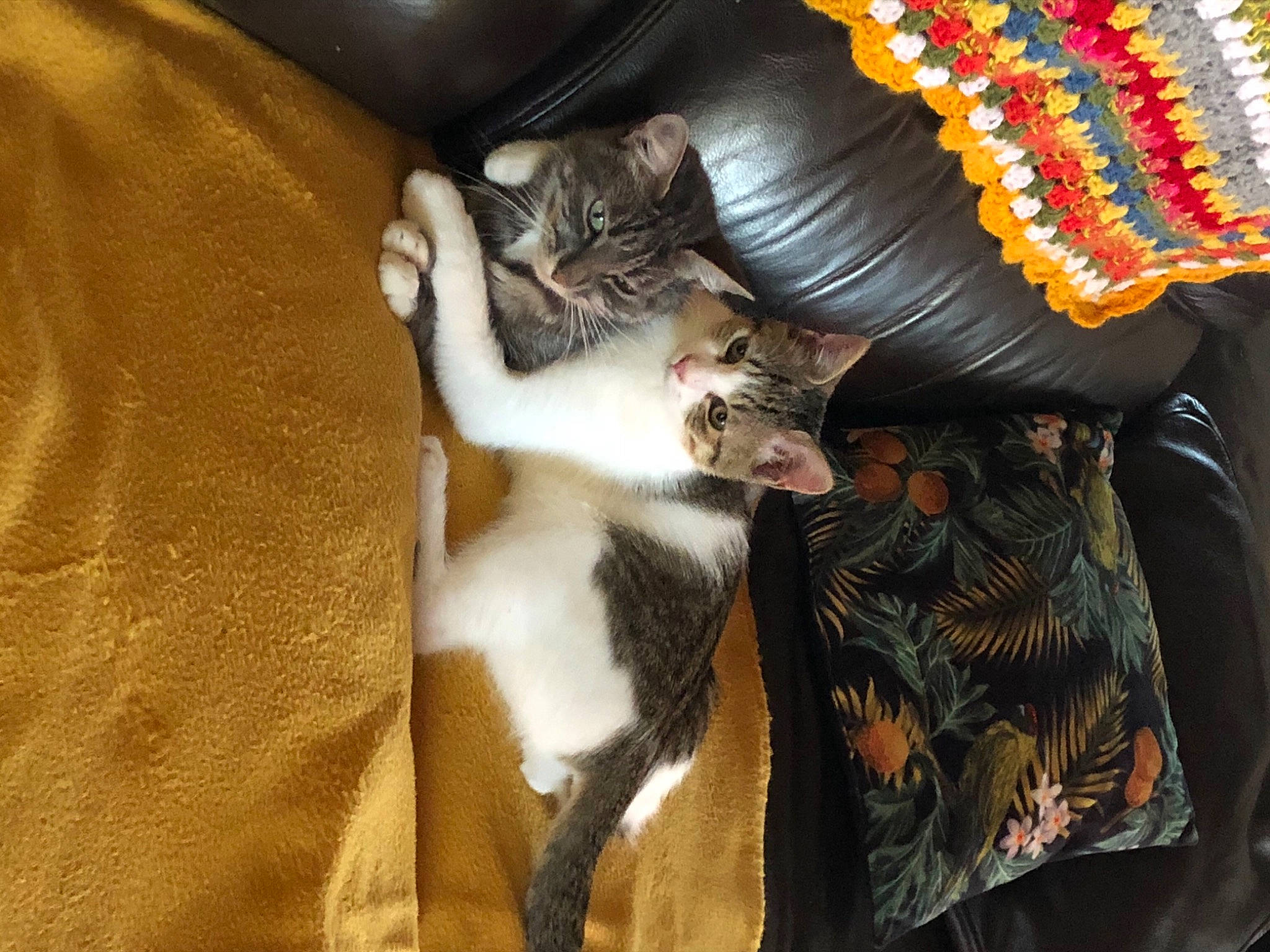 Vladimir participe au concours pour gagner de l'argent avec cette photo : carnivore, cat, fawn, felidae, fur, small_to_medium_sized_cats, tail, whiskers