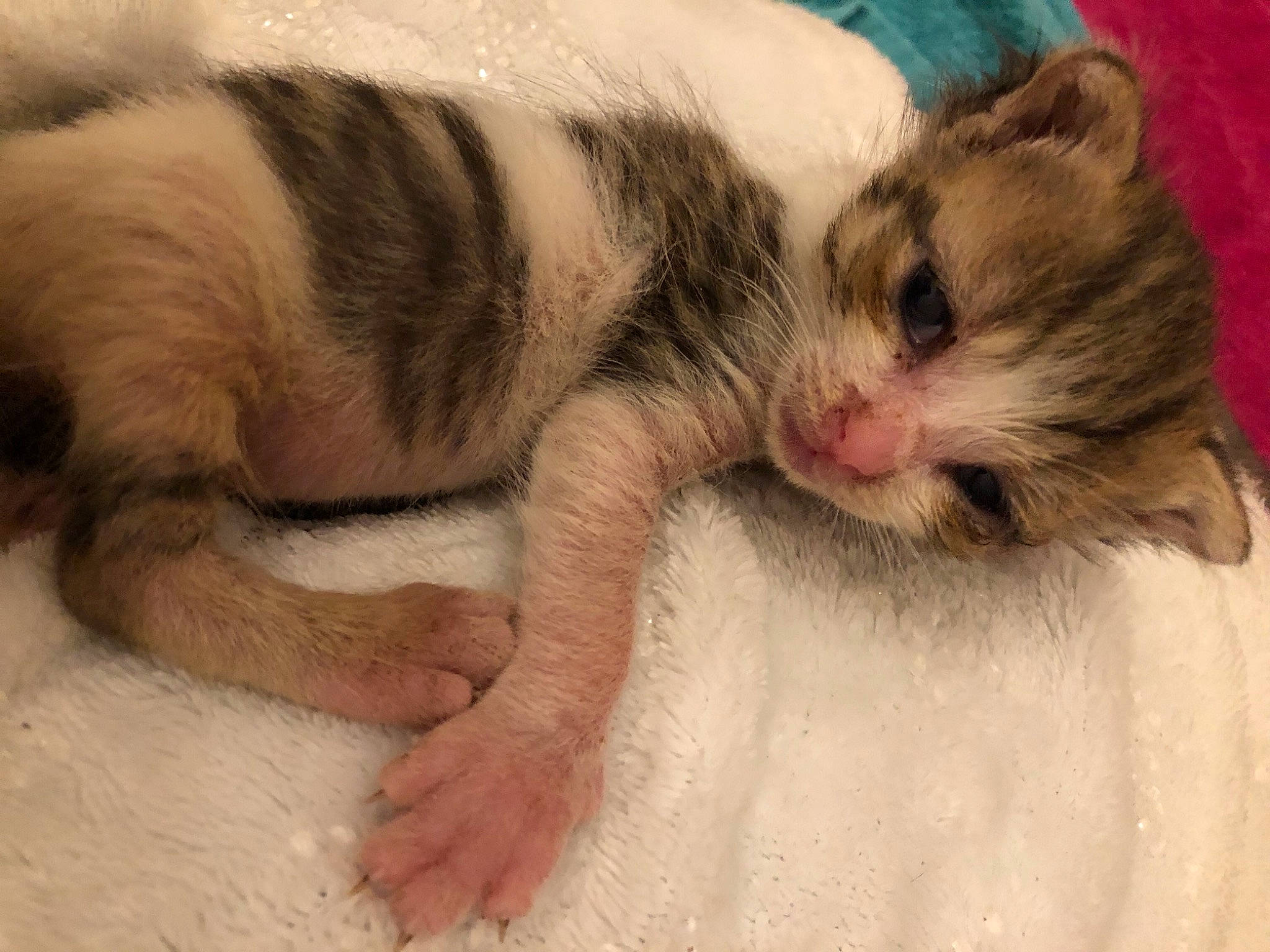 Vladimir participe au concours pour gagner de l'argent avec cette photo : aegean_cat, american_curl, asian, carnivore, cat, claw, domestic_short_haired_cat, european_shorthair, fawn, felidae, fur, kitten, mammal, nap, paw, small_to_medium_sized_cats, tail, whiskers