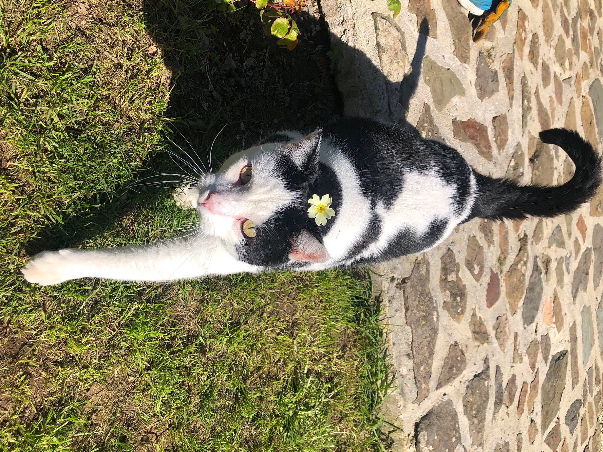 Avalon a rejoint le concours — aidez-le/la à gagner de superbes lots ! gerbil, grass, marsupial, muridae, muroidea, rat, rodent, tail, whiskers