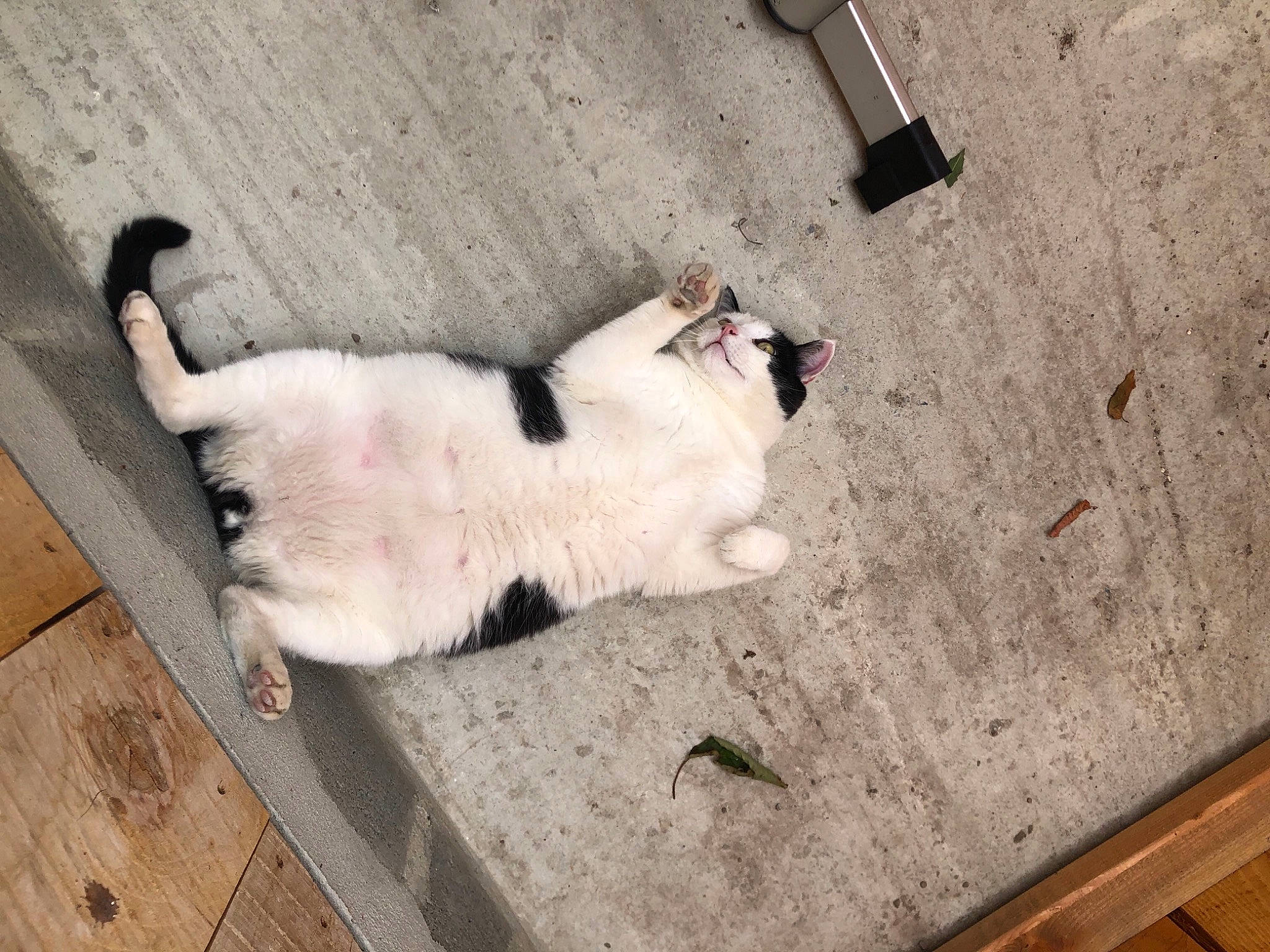 Avalon participe au concours pour gagner de l'argent avec cette photo : canidae, carnivore, cat, companion_dog, dog, dog_breed, felidae, floor, flooring, fur, puppy, small_to_medium_sized_cats, tail